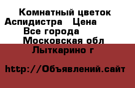 Комнатный цветок Аспидистра › Цена ­ 150 - Все города  »    . Московская обл.,Лыткарино г.